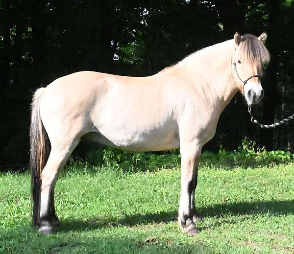 all-around-fjord-horse