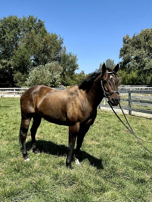 quarter-horse-gelding