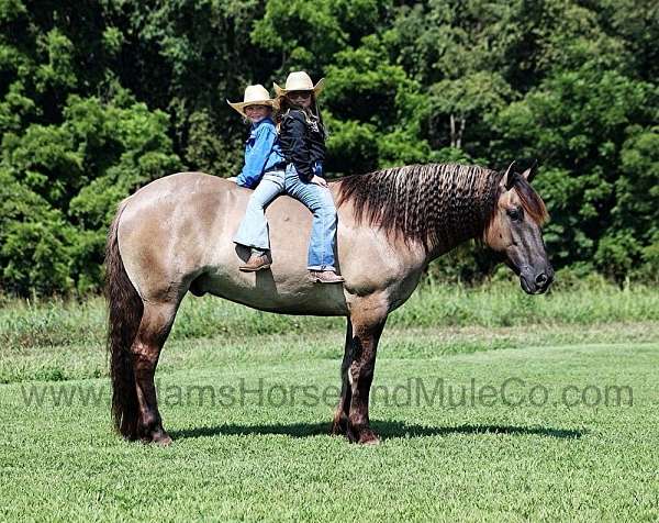 tiger-stripes-dorsal-stripe-horse