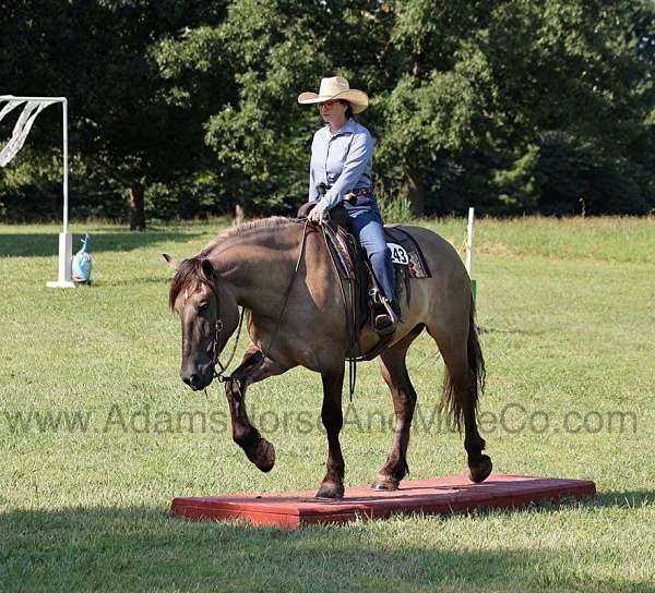 beginner-safe-quarter-horse