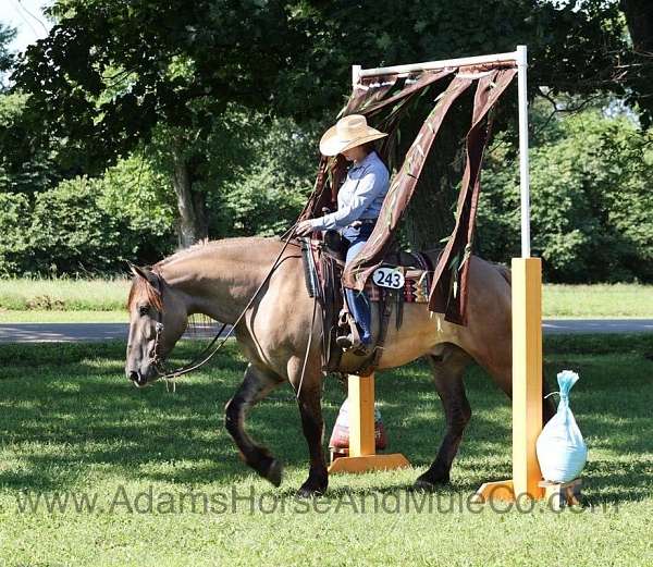 family-horse-quarter