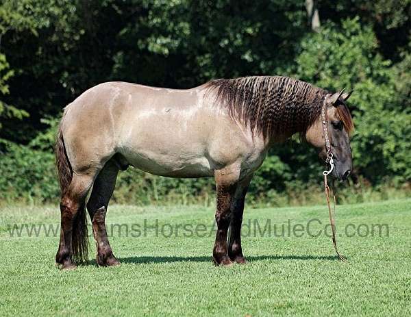 grulla-tiger-stripes-dorsal-stripe-horse