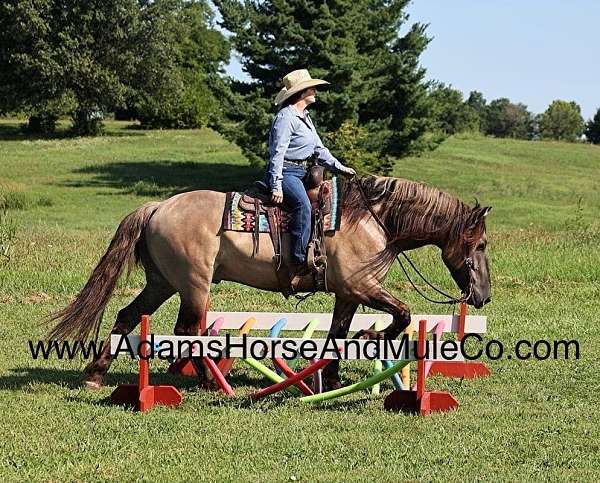 ranch-work-quarter-horse