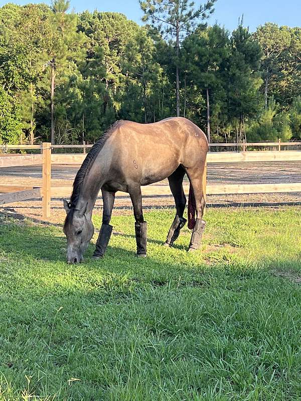 quarter-horse