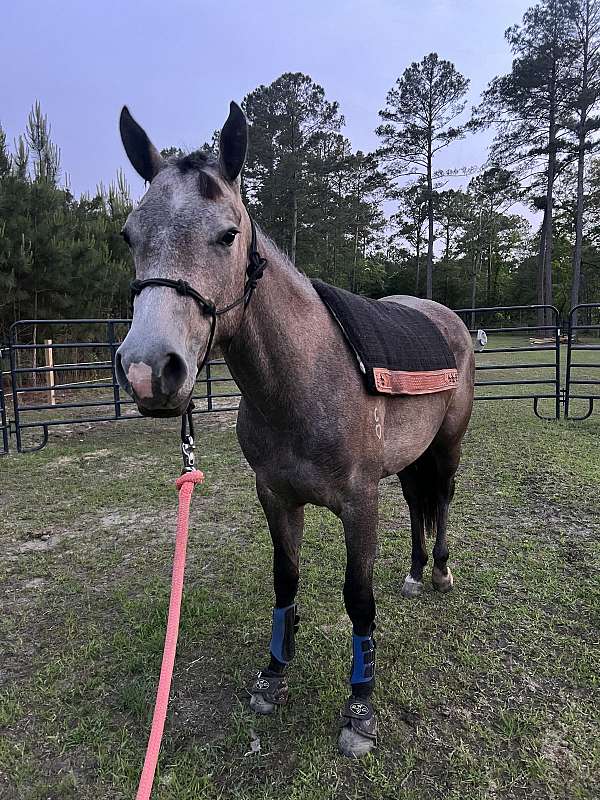 aqha-colt-mare