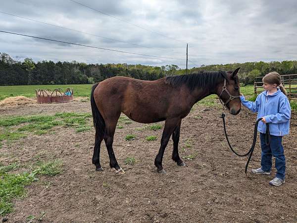 andalusian-filly