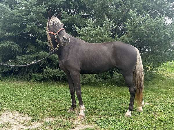 flashy-kentucky-mountain-horse