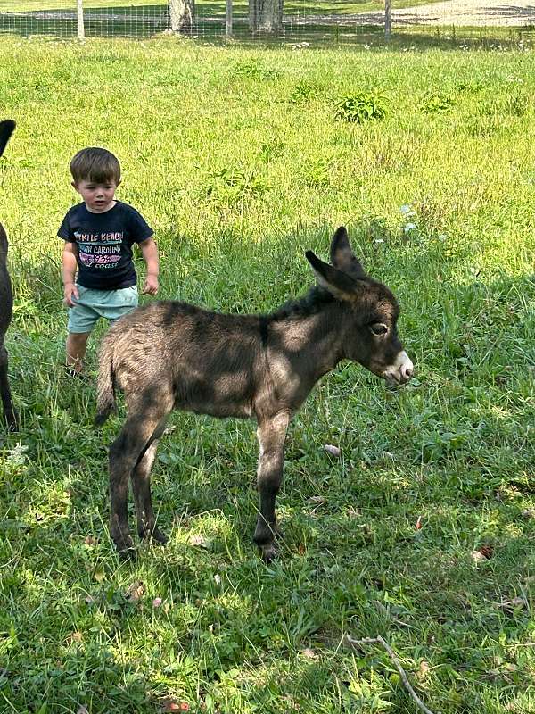 grey-cross-on-back-donkey