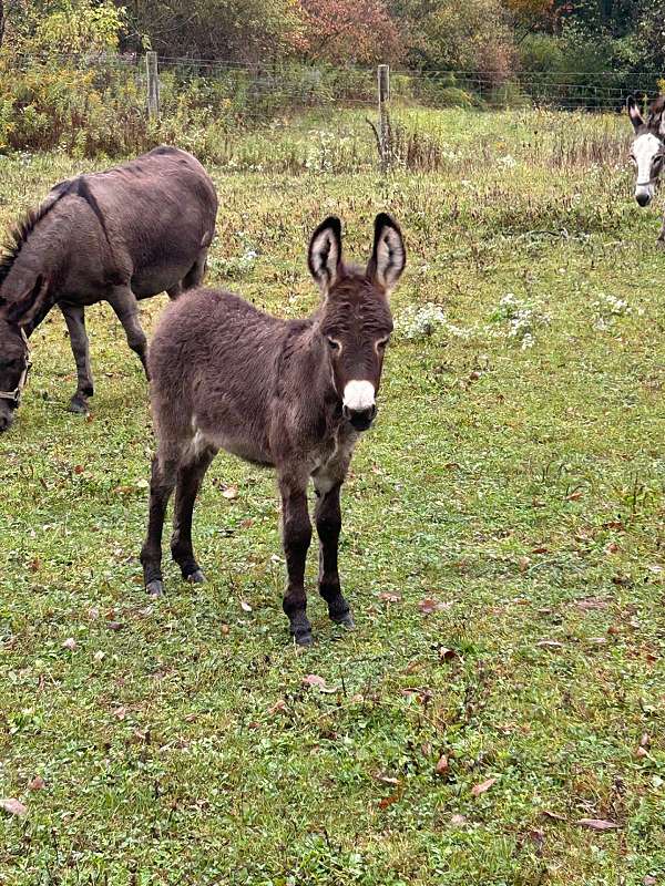 10-hand-donkey-foal