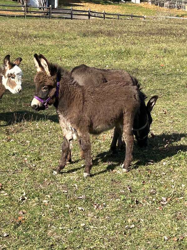 10-hand-donkey-foal