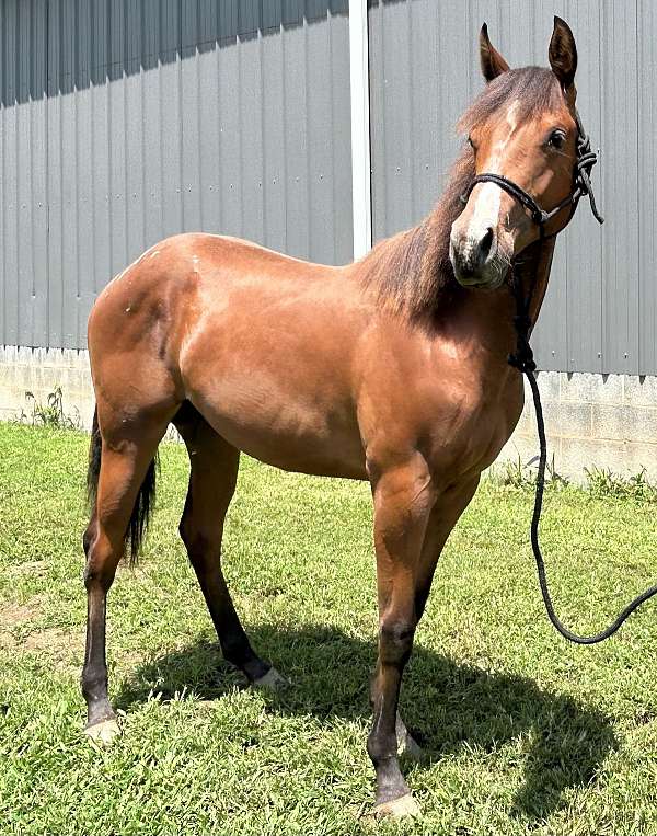 barrel-trail-appaloosa-quarter-horse