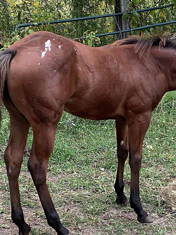 sorrel-appaloosa-quarter-horse-filly