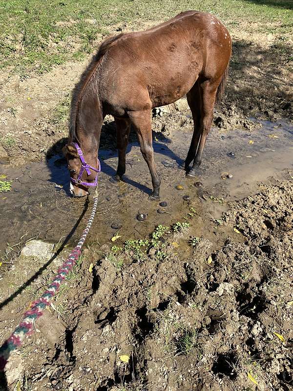 sorrel-appaloosa-quarter-horse-for-sale