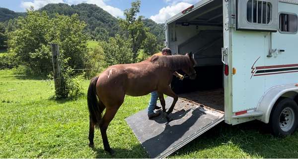 sorrel-appaloosa-quarter-horse