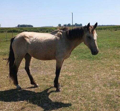 barrel-horse-mustang