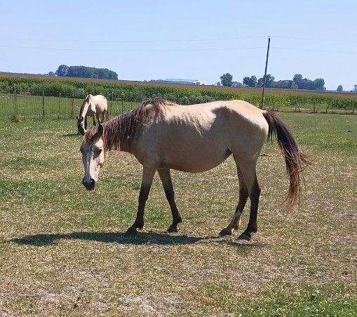 beautiful-buckskin-mustang-horse