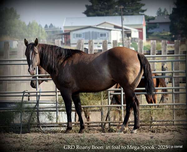 mega-spook-quarter-horse