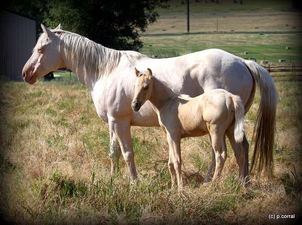 aqha-cremello-mare