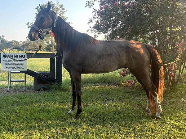 blue-roan-roan-project-trail-horse