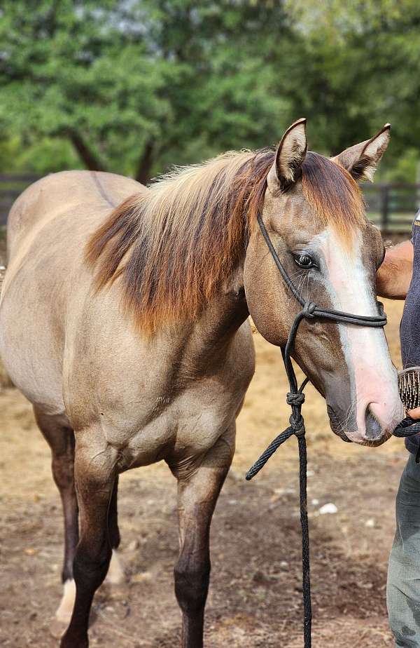 smoky-grulla-splash-one-blue-eye