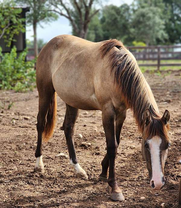 double-registered-quarter-horse