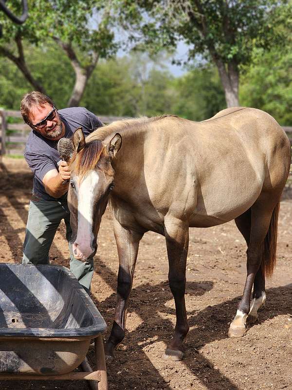 athletic-quarter-horse