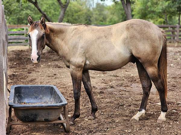 flashy-quarter-horse