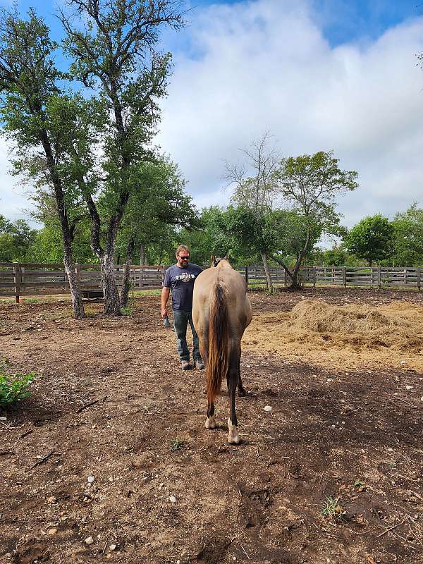 reined-cow-quarter-horse