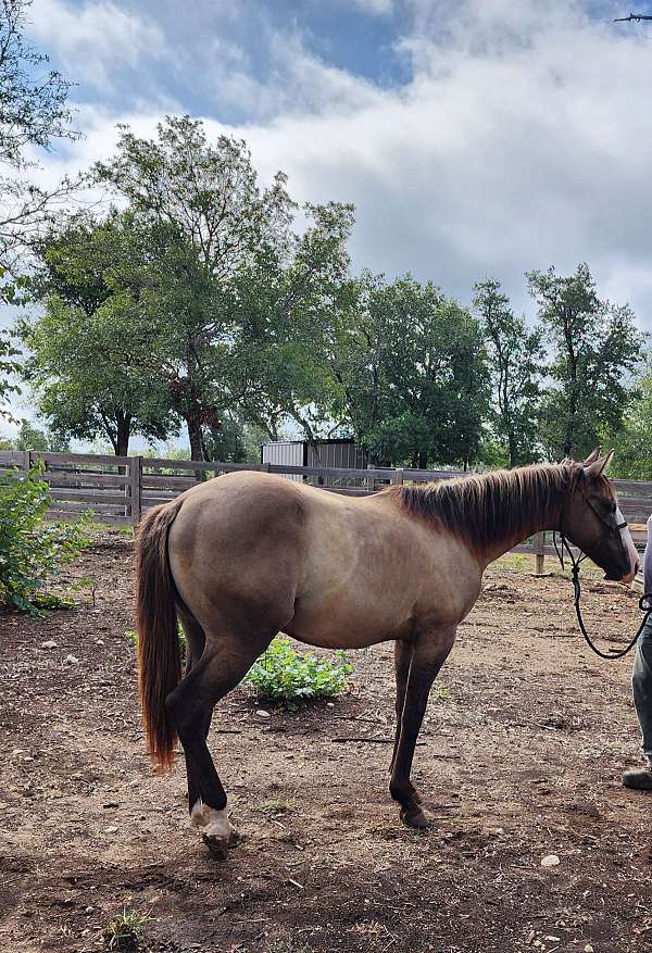 smoky-grulla-splash-one-blue-eye-horse