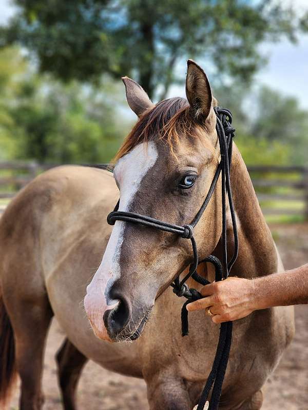 grulla-smoky-splash-one-blue-eye-horse