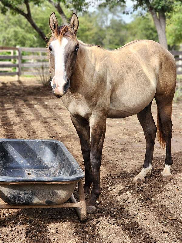 blue-eyed-quarter-horse