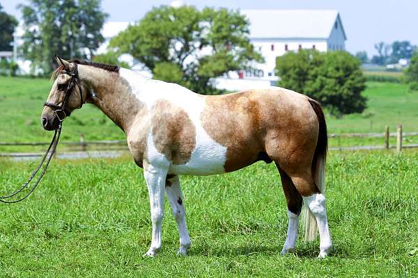 buckskin-tobiano-horse