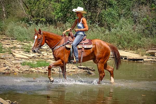 all-around-quarter-horse