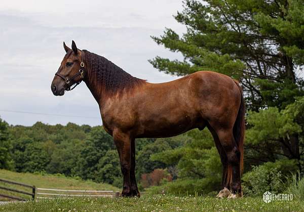 both-hind-pasterns-white-horse