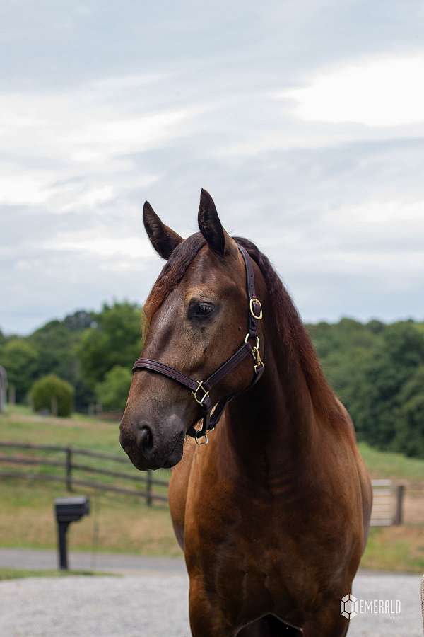 smokey-black-rodeo-pickup-horse