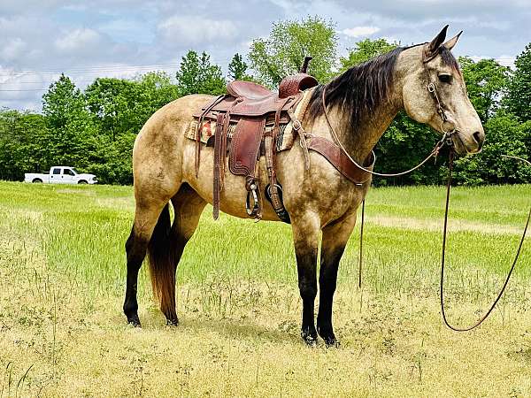 buckskin-see-pics-horse