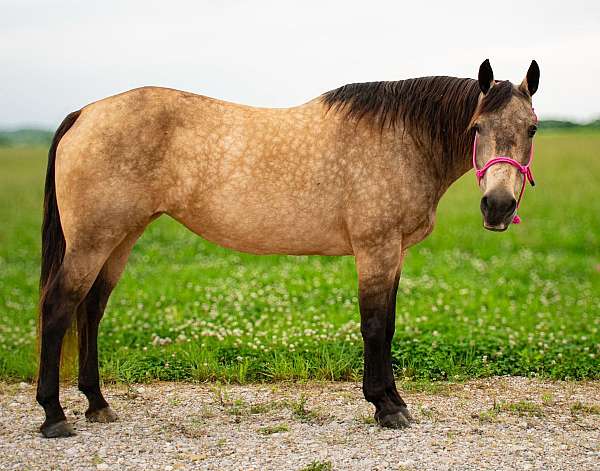 family-quarter-horse