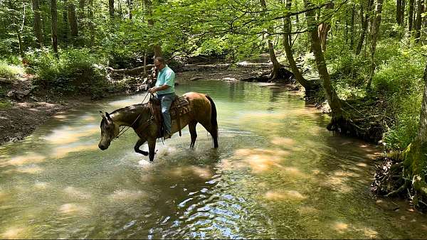 trail-quarter-horse