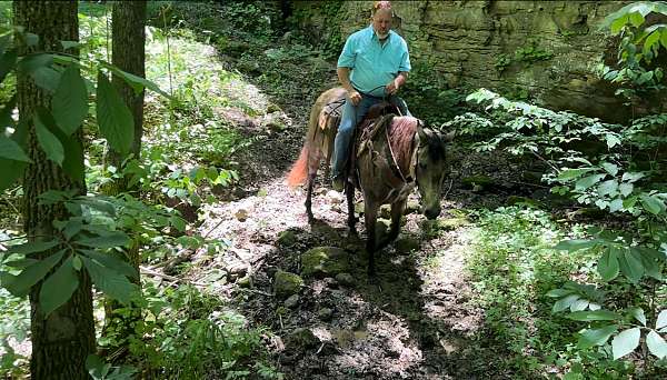 husband-safe-quarter-horse