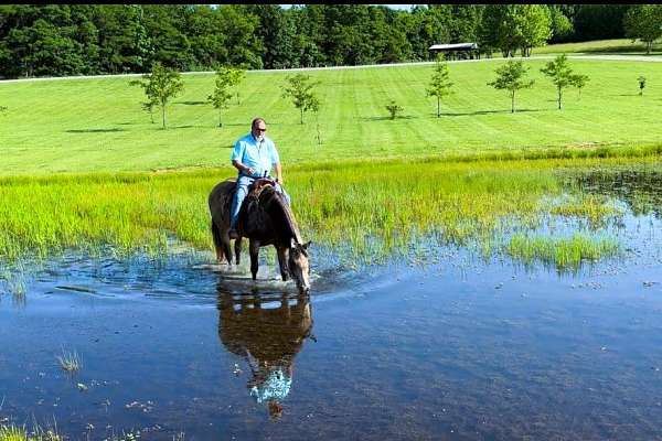 gentle-quarter-horse