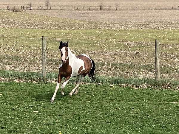 family-paso-fino-horse