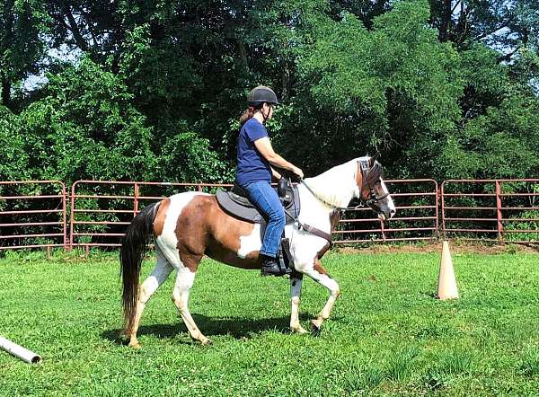 trail-paso-fino-horse