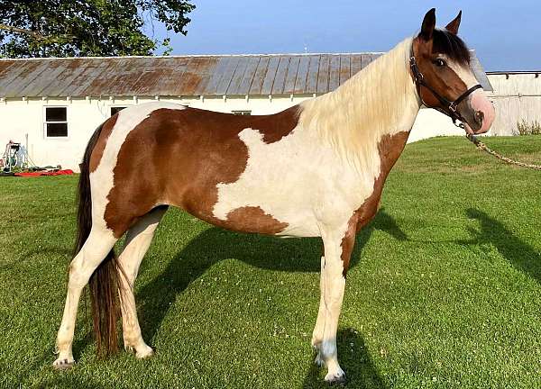 gaited-paso-fino-horse