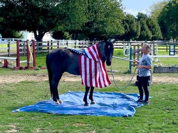 blue-roan-see-pics-horse