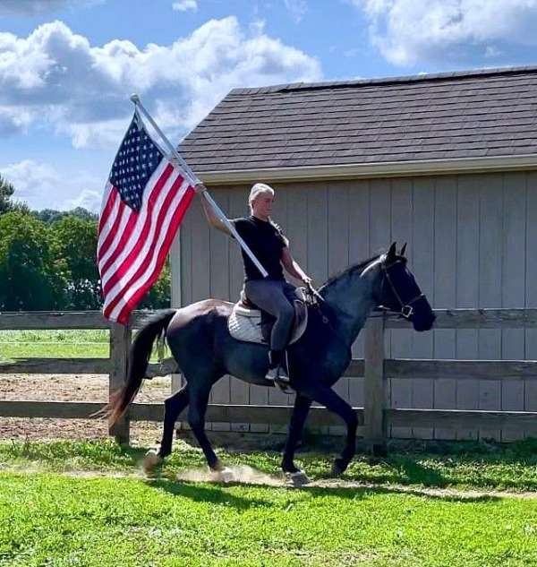 flashy-missouri-fox-trotter-horse