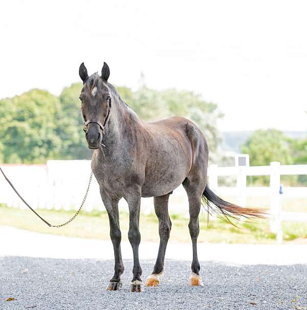 gaited-missouri-fox-trotter-horse