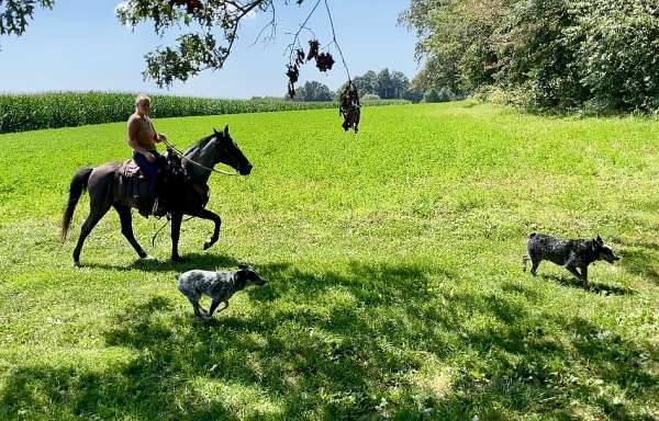 family-missouri-fox-trotter-horse