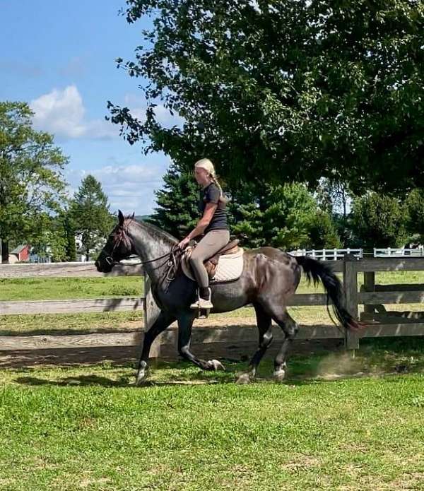 husband-safe-missouri-fox-trotter-horse