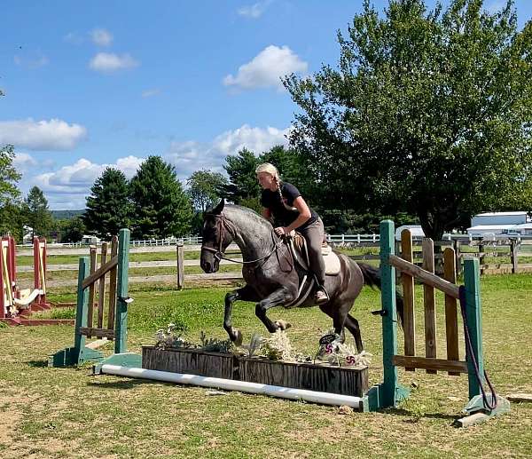 all-around-missouri-fox-trotter-horse