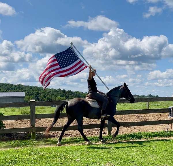 athletic-missouri-fox-trotter-horse